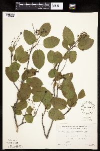 Amelanchier interior image