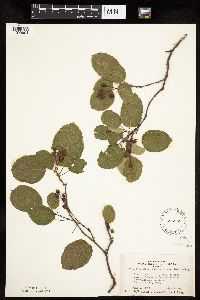 Amelanchier interior image