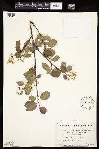 Amelanchier interior image