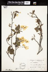 Amelanchier interior image