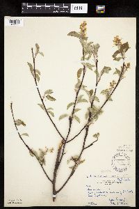 Amelanchier interior image