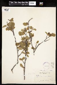 Amelanchier interior image