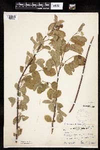 Amelanchier interior image