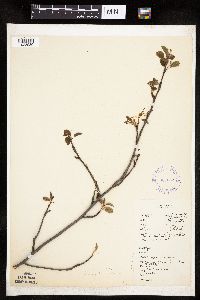 Amelanchier interior image