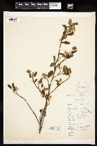 Amelanchier interior image