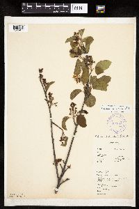 Amelanchier interior image