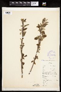 Amelanchier interior image