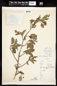 Amelanchier interior image