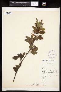 Amelanchier interior image