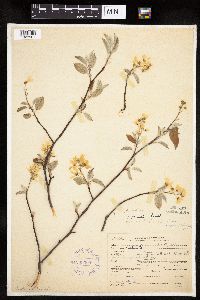 Amelanchier interior image