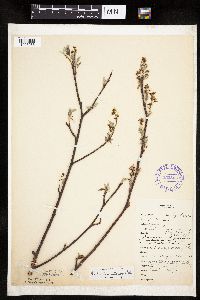 Amelanchier interior image