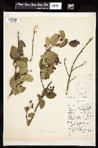 Amelanchier interior image