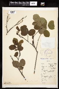 Amelanchier interior image