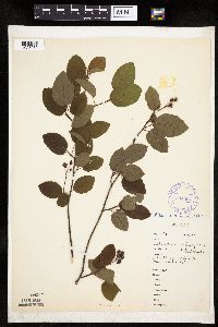 Amelanchier interior image