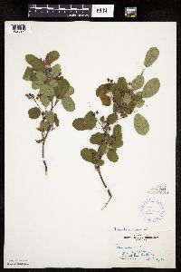 Amelanchier interior image