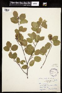 Amelanchier interior image