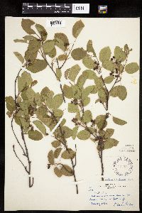 Amelanchier interior image