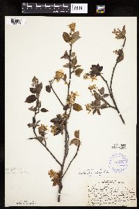 Amelanchier interior image