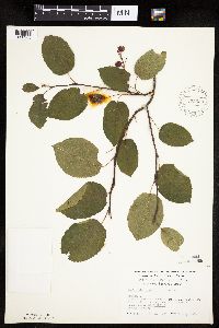 Amelanchier interior image