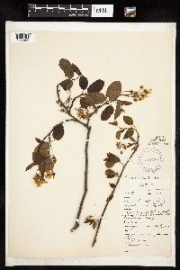 Amelanchier interior image