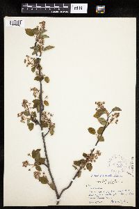 Amelanchier interior image