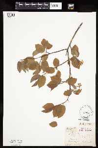 Amelanchier interior image