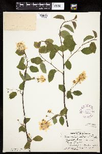 Amelanchier interior image