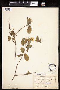 Amelanchier interior image