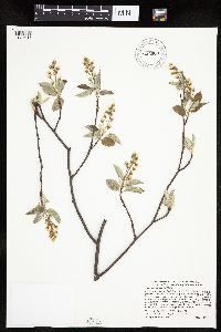 Amelanchier interior image