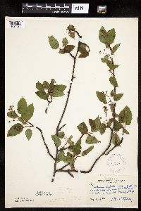 Amelanchier interior image