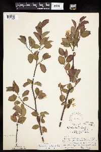 Amelanchier interior image