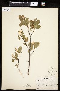 Amelanchier interior image