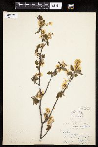 Amelanchier interior image