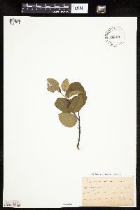 Amelanchier interior image