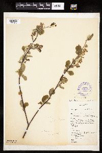 Amelanchier interior image