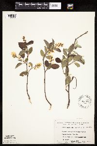 Amelanchier interior image