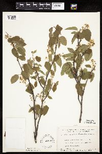 Amelanchier interior image