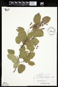 Amelanchier arborea x canadensis image