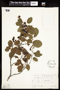 Amelanchier arborea x canadensis image