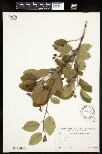 Amelanchier arborea x canadensis image