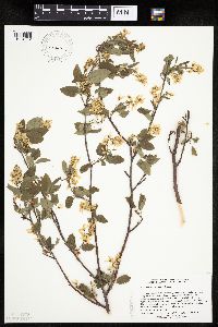 Amelanchier arborea x canadensis image