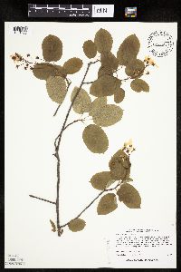 Amelanchier arborea x canadensis image