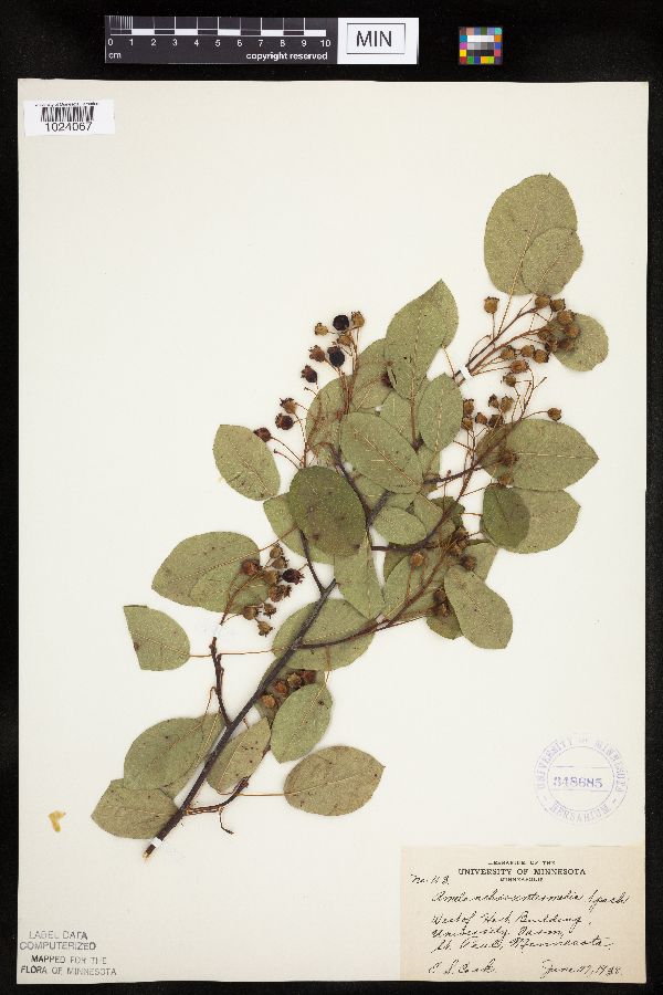 Amelanchier image