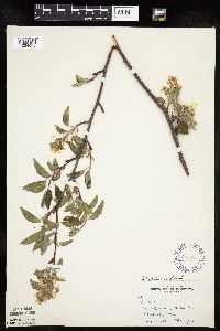 Amelanchier arborea x canadensis image