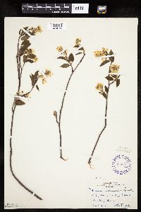 Amelanchier arborea x canadensis image
