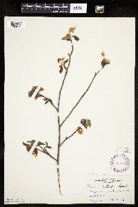 Amelanchier arborea x canadensis image