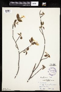 Amelanchier arborea x canadensis image