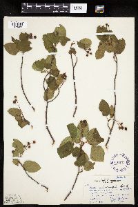 Amelanchier arborea x canadensis image