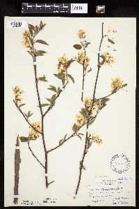 Amelanchier arborea x canadensis image