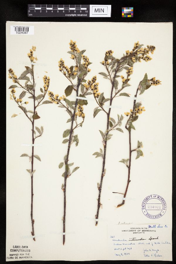 Amelanchier image